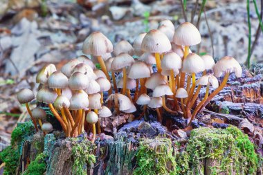 Eski güdük üzerinde mantar.