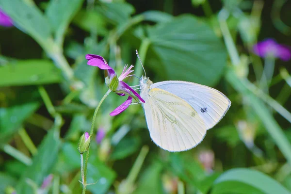 Schmetterling Sucht Nektar Auf Einer Blume — Stockfoto