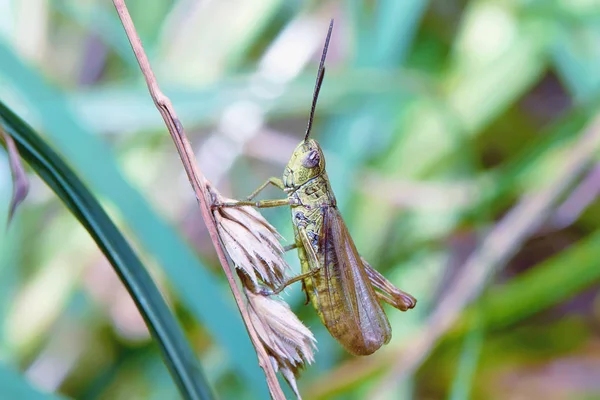 Grasshopper Tallo Una Planta Primer Plano — Foto de Stock