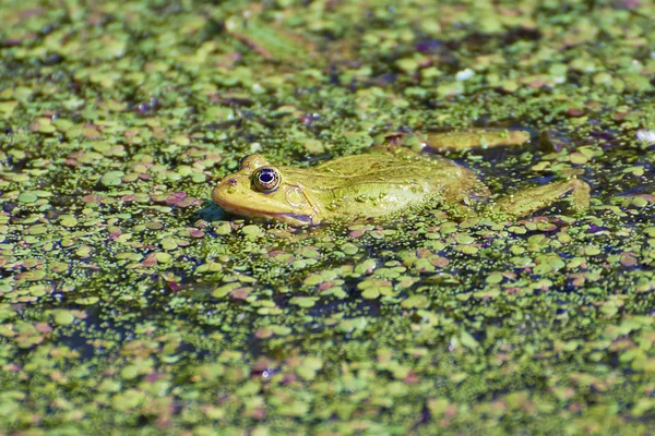 Frosch Auf Dem Teich Nahaufnahme — Stockfoto