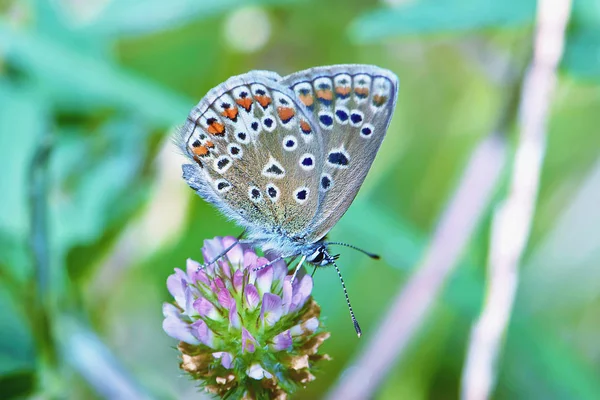 Πεταλούδα Ένα Τριφύλλι Λουλούδι Closeup — Φωτογραφία Αρχείου