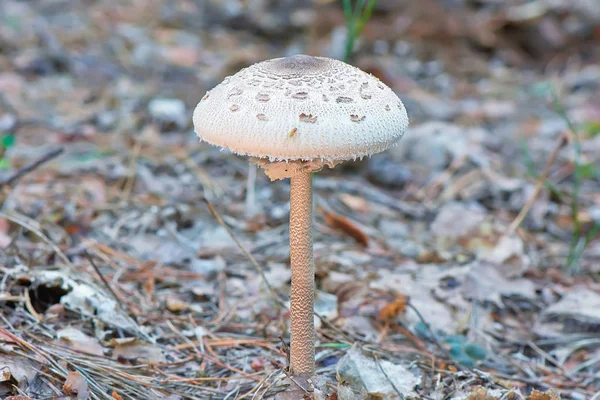 Champiñón Blanco Amanita Primer Plano — Foto de Stock