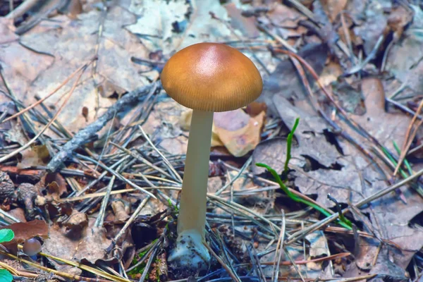 Champiñones Medio Hojas Caídas Primer Plano Del Bosque — Foto de Stock