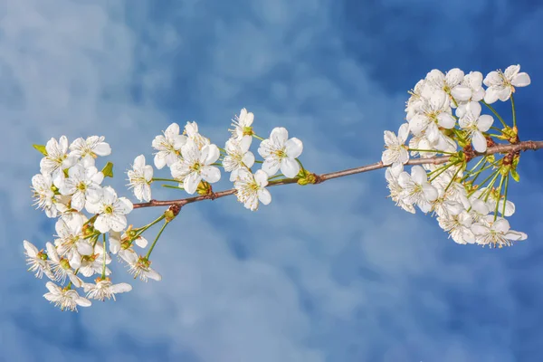 Fiori Ciliegio Fiori Bianchi Uno Sfondo Cielo Blu — Foto Stock