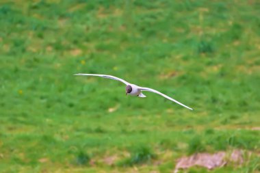 Martı çimlerin üzerinde uçar..