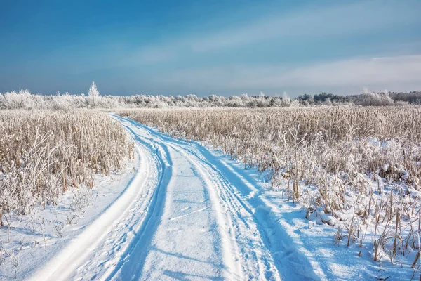 Paisaje Invernal Camino Tierra Está Entre Las Cañas Hacia Bosque — Foto de Stock