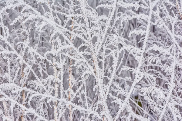 Winter Background Hoarfrost Branches — Stock Photo, Image