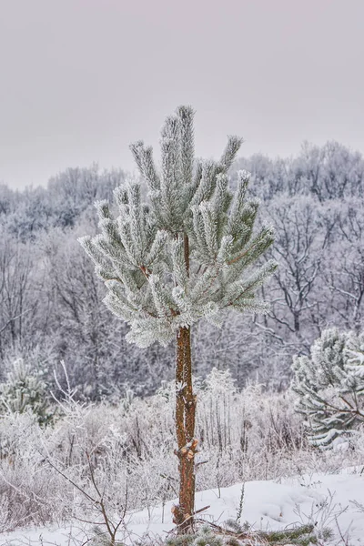 Paysage Hivernal Jeune Pin Milieu Champ Enneigé — Photo