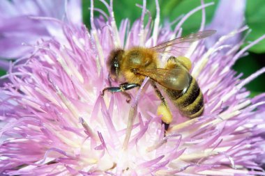 Çiçekteki arı nektarı yakına toplar..