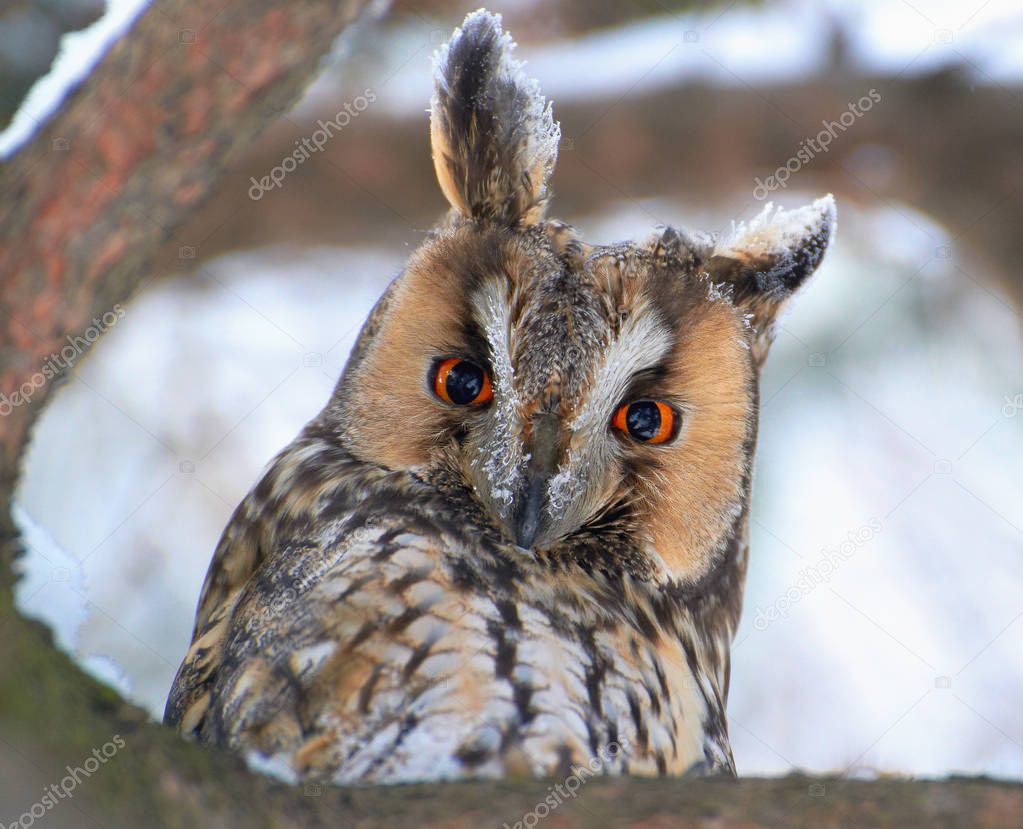 Owl on a branch in winter closeup.