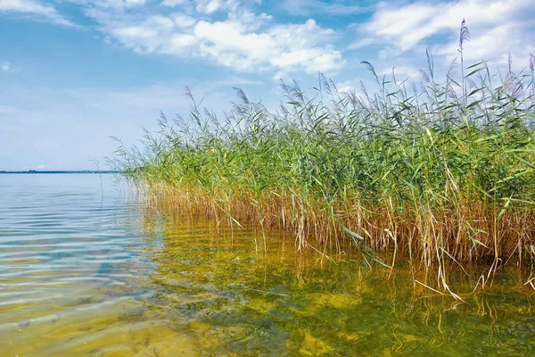 Reeds Lake Sunny Weather — Stock Photo, Image