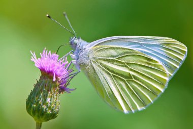 bir çiçek closeup kelebek.