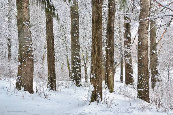 Árboles Nieve Parque Invierno — Foto de Stock