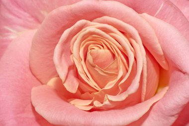 Pembe gül yaprakları portre.