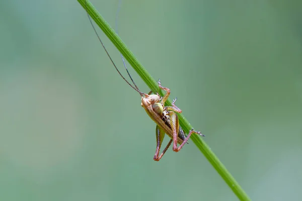 Young Grasshopper Grass — Stock Photo, Image