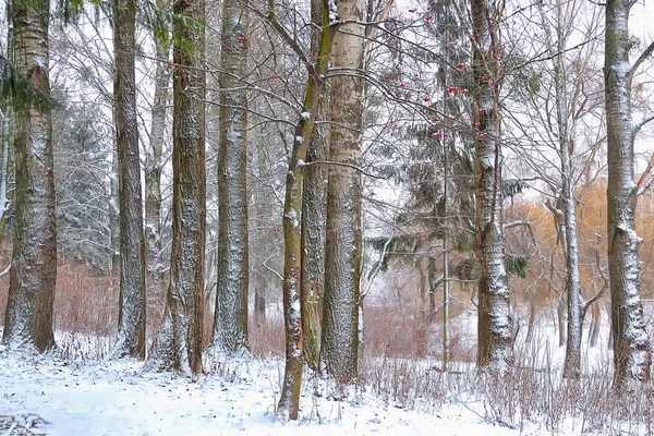 Paisaje Los Árboles Nieve Parque Invernal — Foto de Stock