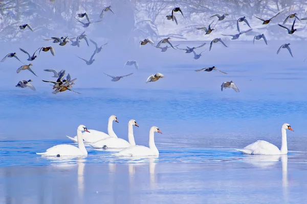 Лебеди Утки Зимой Озере — стоковое фото