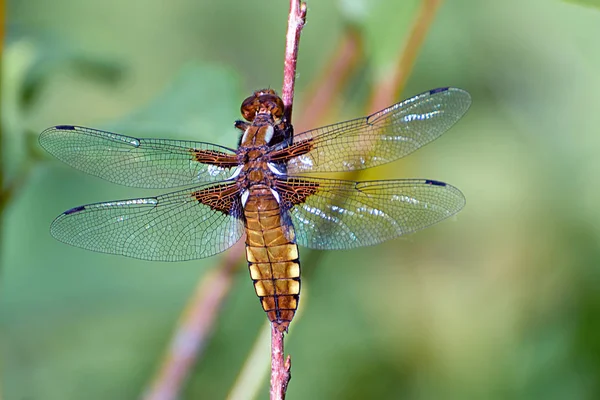 Dicke Libelle Auf Einem Ast Nahaufnahme — Stockfoto