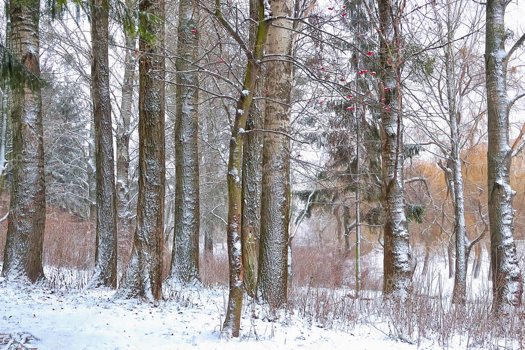 Landscape - trees in snow in winter park.