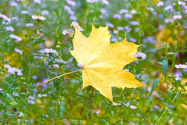 Желтый Кленовый Лист Голубых Цветах — стоковое фото