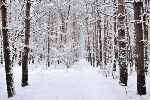 Landscape Winter Snowy Forest — Stock Photo, Image