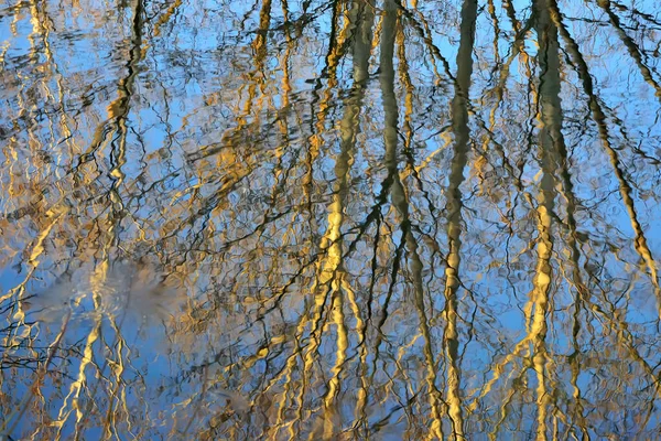 Abstract Trees Reflected Water — Stock Photo, Image