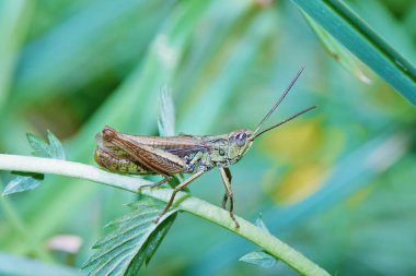 Çekirge bir bitkinin sapında.