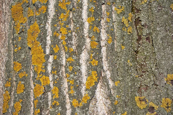 Fondo Detalle Corteza Del Árbol —  Fotos de Stock