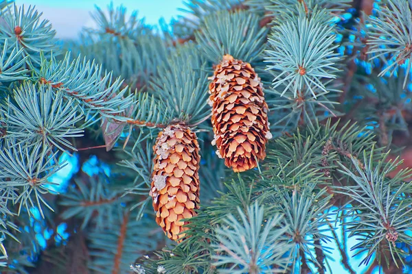 Solavancos Nos Galhos Uma Árvore Natal — Fotografia de Stock