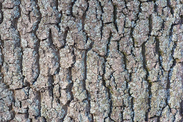 Schors Van Een Boom Met Donkere Randen Een Structuur — Stockfoto