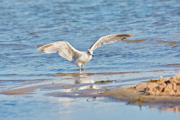 Seagull Landing Sandy Beach Water Reflected Water — Stock Photo, Image