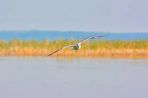 Gabbiano Volare Sul Lago — Foto Stock