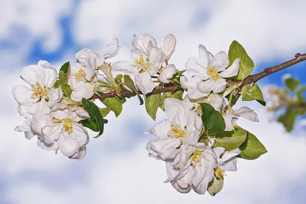 Цвіте Яблуко Білі Квіти Фоні Блакитного Неба Хмарами — стокове фото