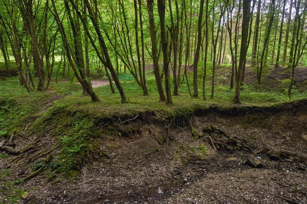 Landschaft Abend Wald — Stockfoto