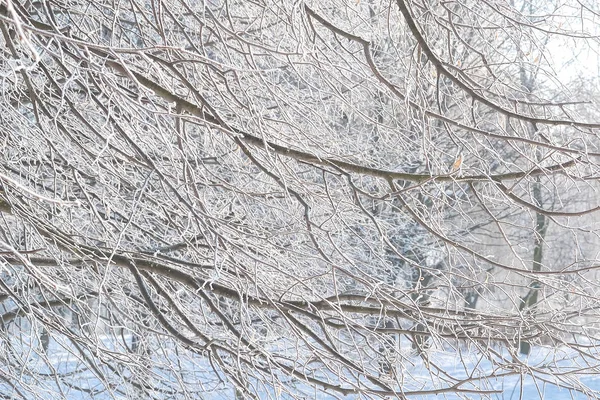 Branches Couvertes Givre — Photo