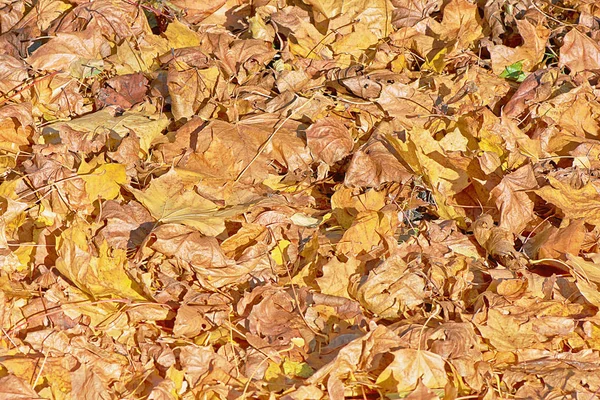 Fond Feuilles Jaunes Dans Les Rayons Soleil — Photo