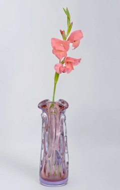 Büyük bir vazoda küçük bir gladiolus.).