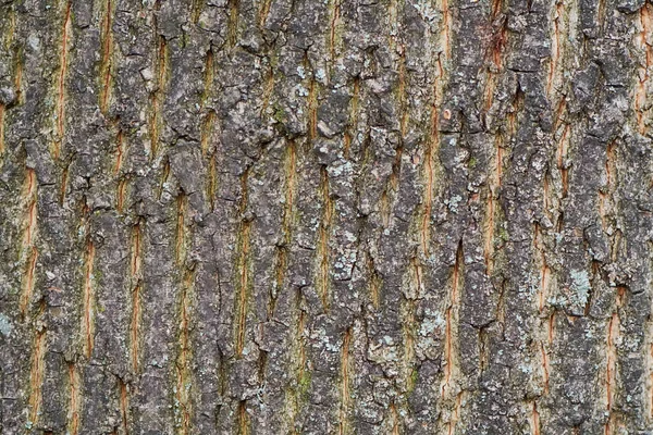 Estructura Corteza Árbol Primer Plano —  Fotos de Stock