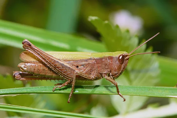 Grasshopper Primer Plano Hierba —  Fotos de Stock