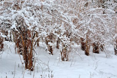 Manzara. Kış parkında karda çalılar.