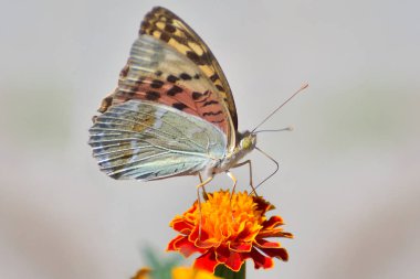 bir çiçek closeup kelebek.