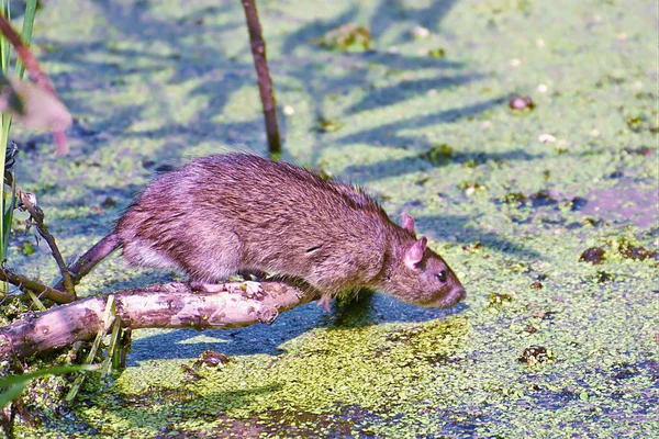 Rat Pond Closeup Royalty Free Stock Images