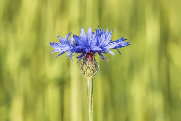 草场背景上的蓝色玉米花 — 图库照片