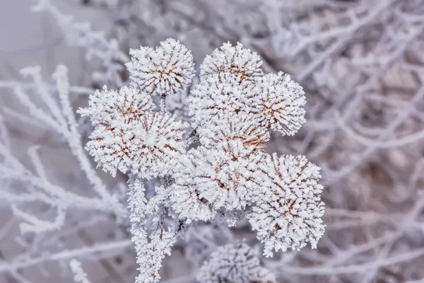 Dépôt Gel Sur Les Fleurs — Photo