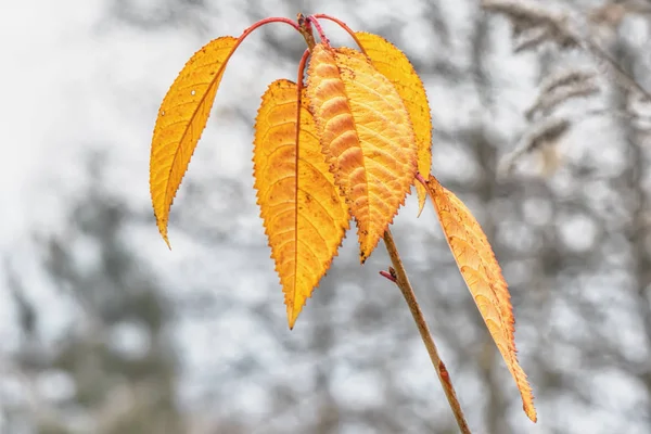 Yellow Leaves Branch Autumn Closeup — Stock Photo, Image