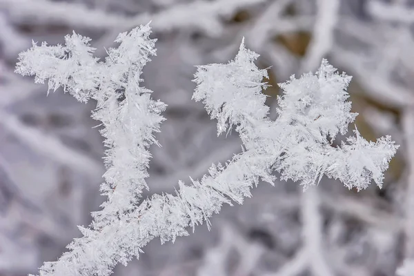 Gelée Sur Les Branches Gros Plan — Photo