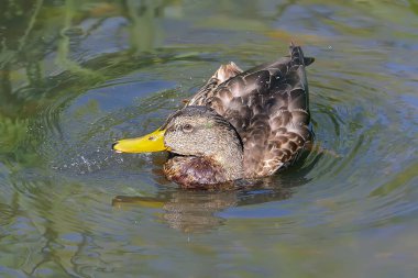 Mallard göle yakın çekim yapıyor..