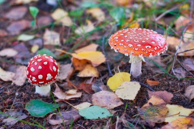 Sonbahar ormanında iki mantar mantarı..