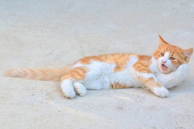 Kedi yavrusu beton bir levhada yatıyor..