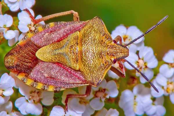 Käfer Auf Den Blüten Nahaufnahme — Stockfoto
